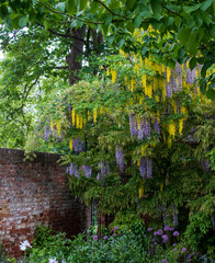 Cascading purple wisteria and yellow laburnum flowers at Eastcote House Gardens, London Borough of Hillingdon, west London UK - obrazy, fototapety, plakaty