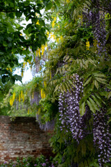 Cascading purple wisteria and yellow laburnum flowers at Eastcote House Gardens, London Borough of Hillingdon, west London UK