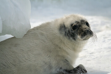 Baby of a gray seal hidden under the ice on the beach.