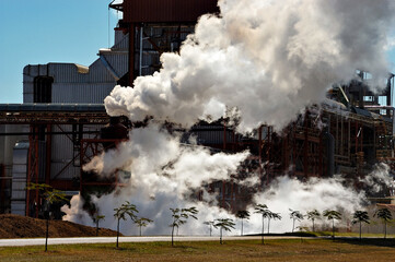 Colheita de cana de açucar 