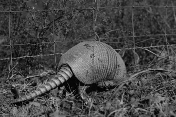 Armadillo in Texas field closeup in black and white.