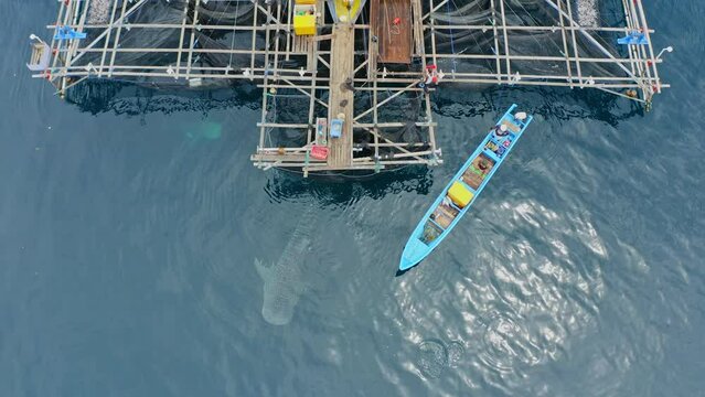 Aerial view of Whale Sharks swimming under Bagan floating fishing platform in Indonesia