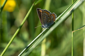 Polyommatus icarus - Common blue - Argus bleu - Azuré commun