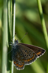 Polyommatus icarus - Common blue - Argus bleu - Azuré commun