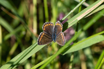 Polyommatus icarus - Common blue - Argus bleu - Azuré commun