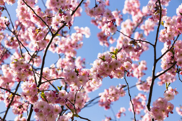 Cherry blossom or sakura in springtime over blue sky