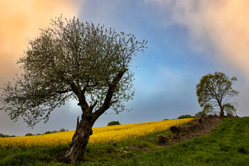 Fototapeta premium Adobe Photoshop Clouds