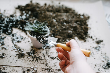 A woman's hand with a spatula. Transplanting a succulent into a plastic white pot. Echeveria The...
