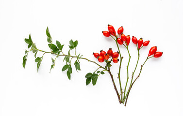 Dog rose, bunch branch Rosehips, types Rosa canina hips