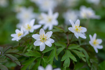 Anemonoides nemorosa wood anemone white flower in bloom, springtime flowering bunch of wild plants