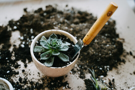 Transplanting a plant into a beige ceramic pot. In his hand is a spatula with soil for a houseplant. The succulent is planted in a pot. Eheveria The Black Prince.