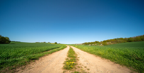 panorama of a green summer field and a country road