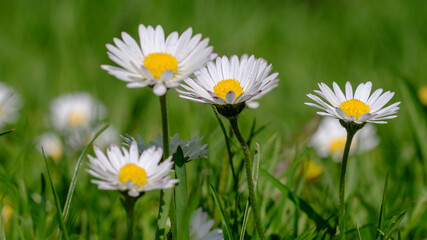 Fototapeta premium Timelapse of white daisies blooming 