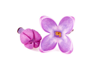Fototapeta na wymiar Lilac flowers isolated on a white background. Deep focus. Macro image.