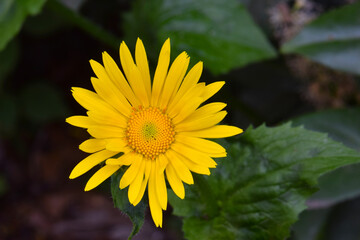 Barberton Yellow Daisy 03