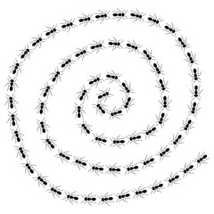 A path of ants running. View from above. Trail ants spiral.