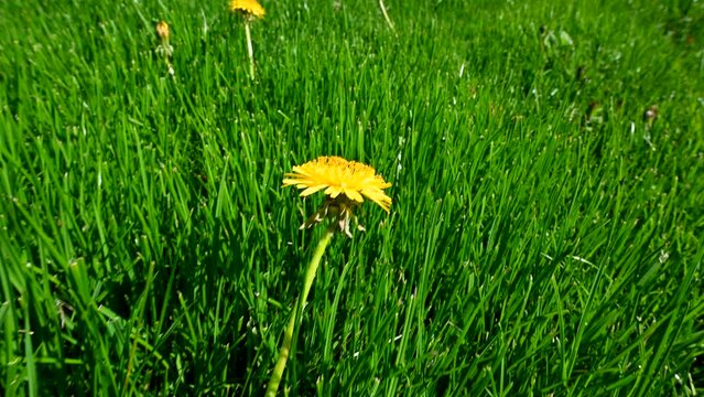 Dandelion  in lawn