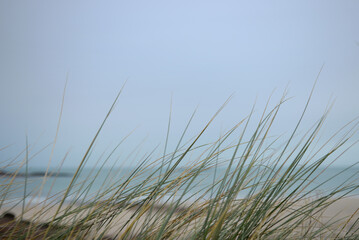 Herbes hautes dunes de la plage du littoral breton
