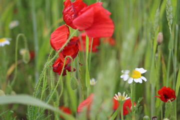 champs de coquelicots