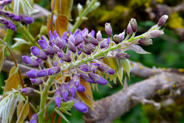 Chinese Wisteria Floret Stem