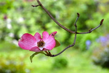 Dogwood Blossom Stem 02