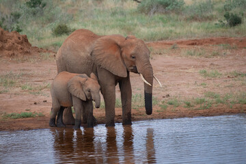Fototapeta na wymiar Elefant mit Baby in einem kenianischen Nationalpark