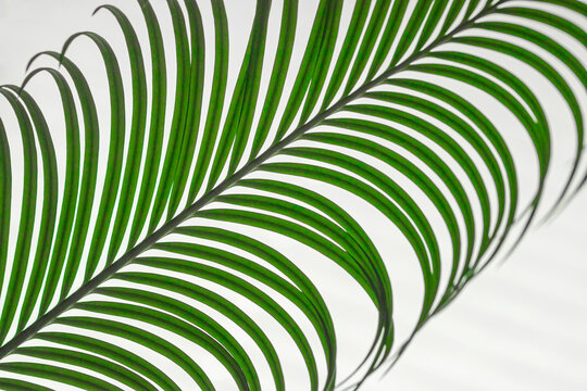 Green palm tree leaf on light background closeup. Exotic plant