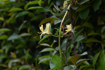 Japanese honeysuckle flowers. Caprifoliaceae evergreen vine shrub. The flowering season is from May to July. Also used for medicinal, edible and dyes.