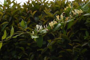 Japanese honeysuckle flowers. Caprifoliaceae evergreen vine shrub. The flowering season is from May to July. Also used for medicinal, edible and dyes.