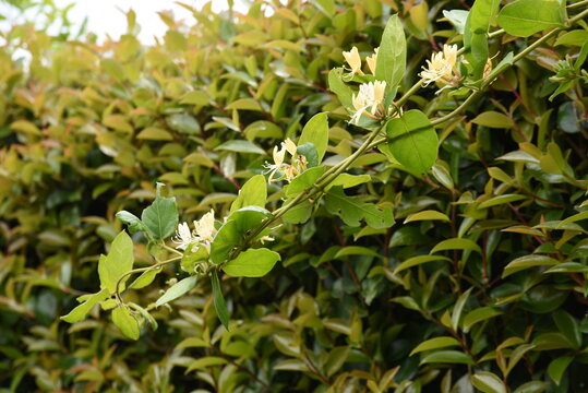 Japanese honeysuckle flowers. Caprifoliaceae evergreen vine shrub. The flowering season is from May to July. Also used for medicinal, edible and dyes.