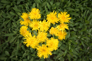 flower heart