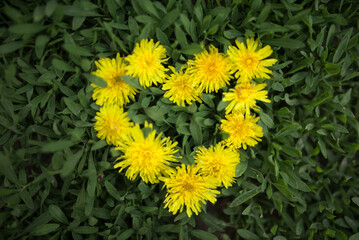 flower heart