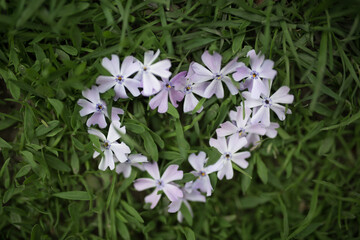 flower heart