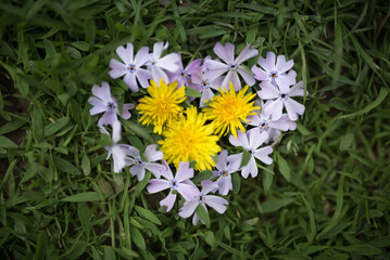 flower heart