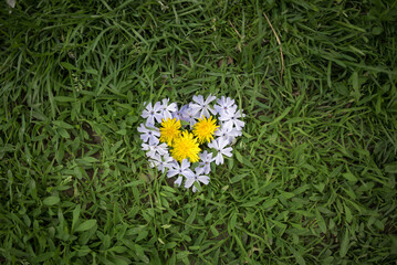 flower heart