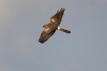 Montagu’s Harrier Circus pygargus in flight in central France