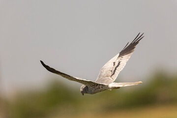 Montagu’s Harrier Circus pygargus in flight in central France