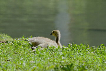 Grassy Gosling 01