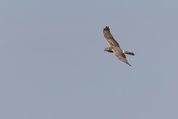 Montagu’s Harrier Circus pygargus in flight in central France