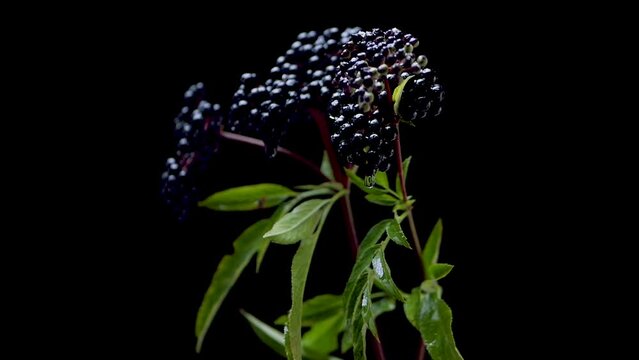 Slow motion A branch with a ripe black berry on a black background, an elderberry with water drops.