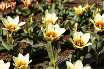 Naklejka na ściany i meble Tulipa - Mary Ann flowers grow and bloom in the botanical garden
