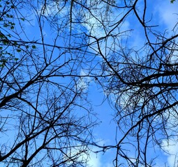 tree branches against blue sky