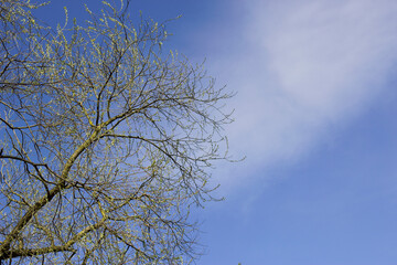 spring branches against blue sky