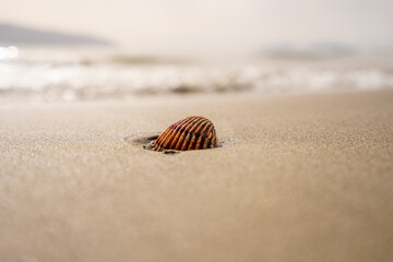 Green leaf on the stone on a beach sand. High quality photo