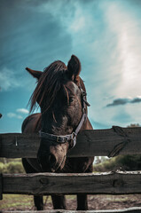 Pet horse in the bosom of nature
