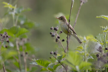 Melodious warbler Hippolais polyglotta male singing on bramble in Central France