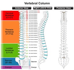 Vertebral Column Anatomy Infographic Diagram for medical science education vector spine of human body drawing vertebra classification structure part of skeletal system anterior posterior lateral view - obrazy, fototapety, plakaty