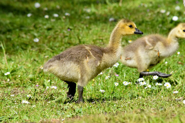 Grassy Gosling 09