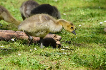 Grassy Gosling 11