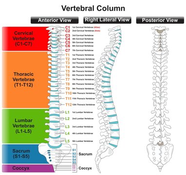 Vertebral Column Anatomy Infographic Diagram for medical science education vector spine of human body drawing vertebra classification structure part of skeletal system anterior posterior lateral view
